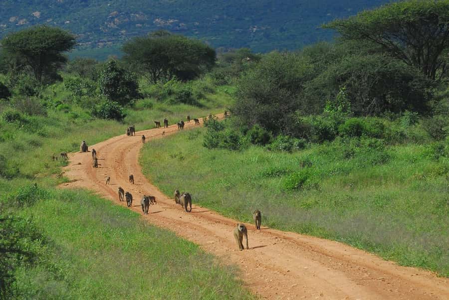 From Mombasa/Diani: Tsavo East National Park Day Trip - Lunch inside the park