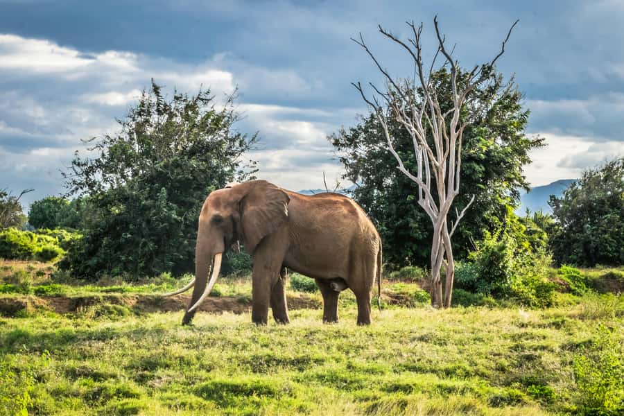 From Mombasa/Diani: Tsavo East National Park Day Trip - Who should book this Tsavo East day trip