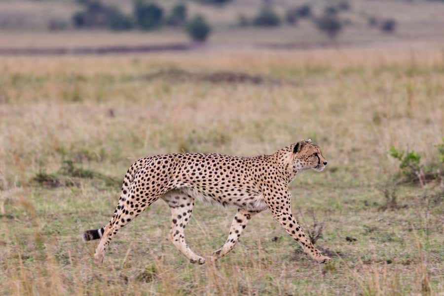 From Mombasa/Diani: Tsavo East National Park Day Trip - Should you book it?