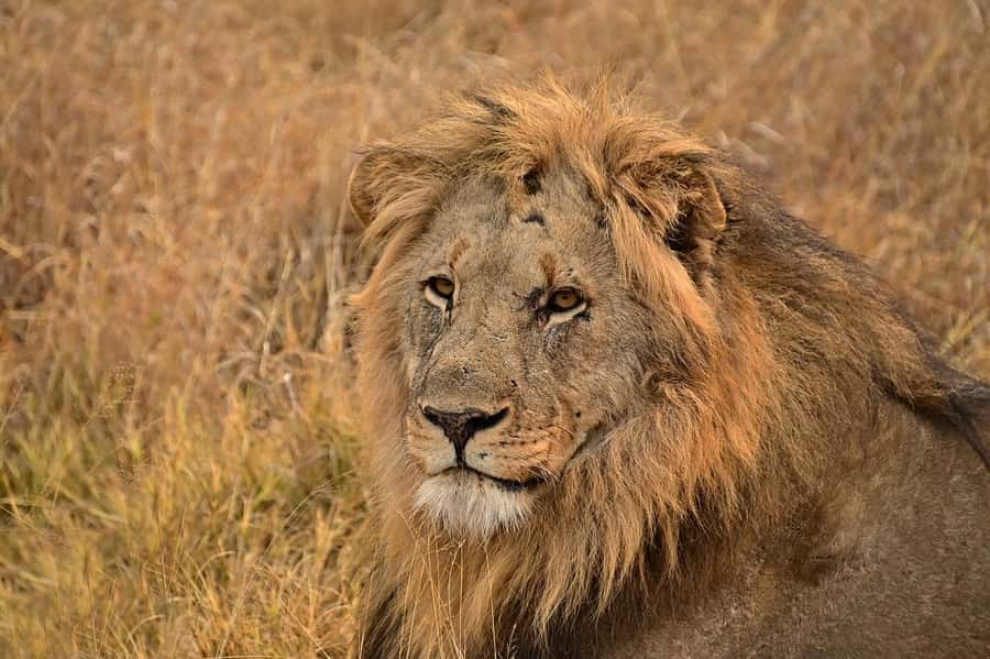 From Mombasa/Diani: Tsavo East National Park Day Trip - Bachuma Gate and the first Tsavo game drive