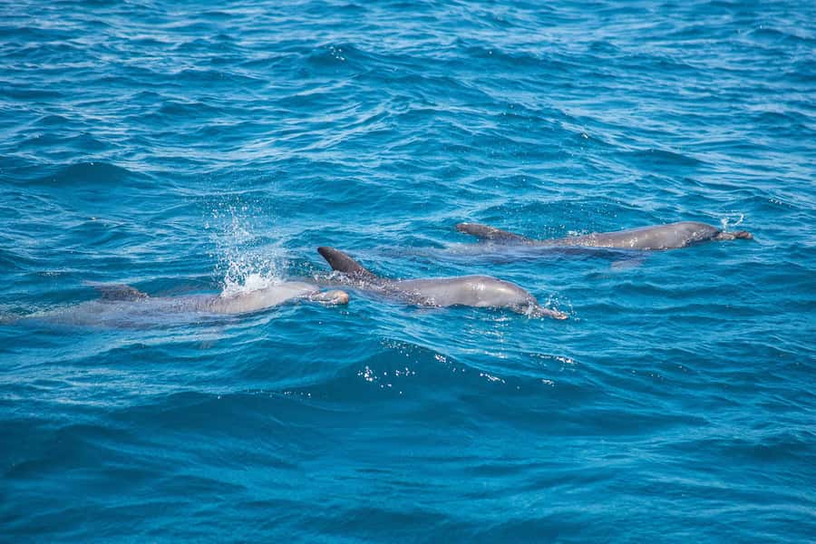 From Mombasa: Kisite Mpunguti Marine Park and Wasini Island - From Mombasa to Shimoni before breakfast