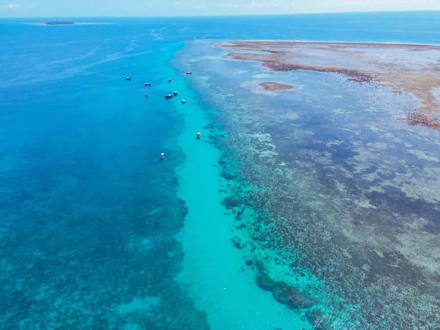 From Mombasa: Kisite Mpunguti Marine Park and Wasini Island - Should you book the Kisite and Wasini tour?