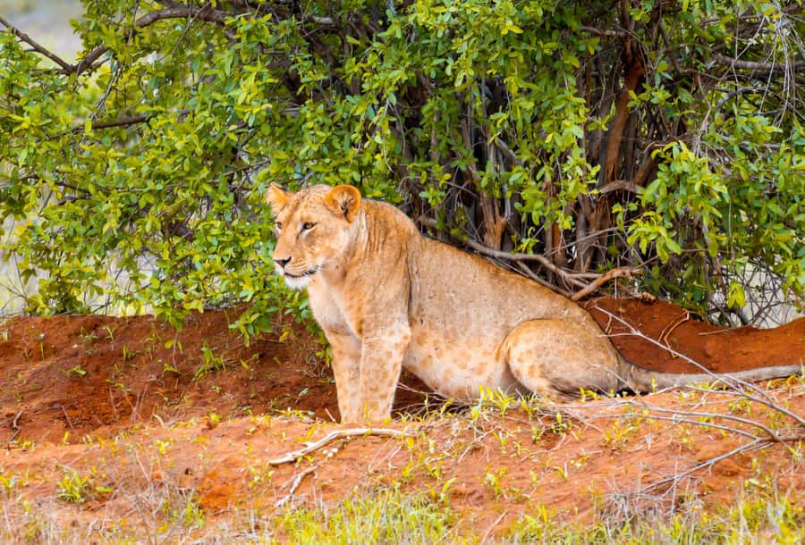From Mombasa/Mtwapa/Diani/Tiwi: Tsavo East Full-Day Safari - The afternoon two-hour game drive
