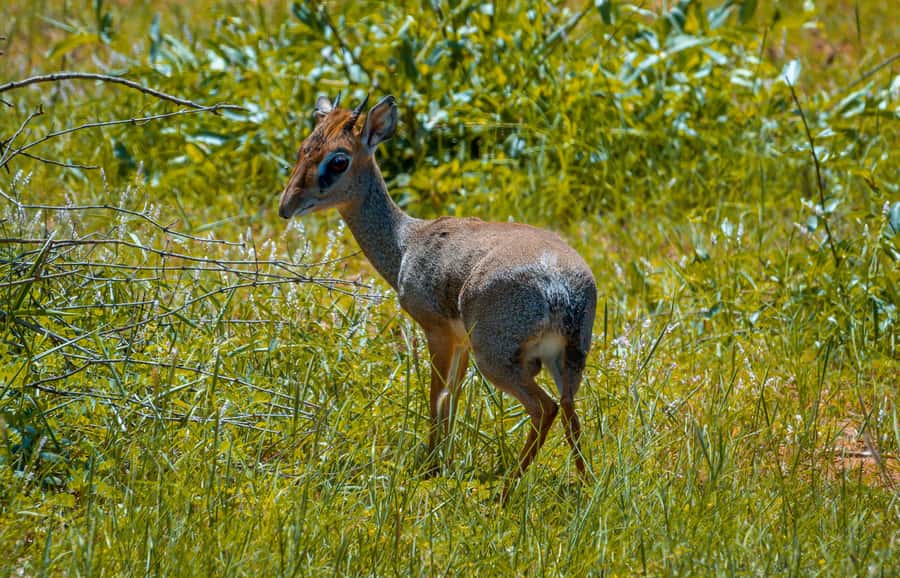 From Mombasa/Mtwapa/Diani/Tiwi: Tsavo East Full-Day Safari - Who should choose this safari