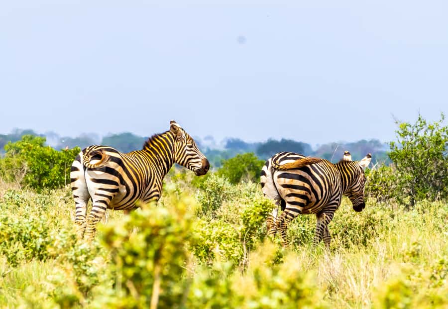 From Mombasa/Mtwapa/Diani/Tiwi: Tsavo East Full-Day Safari - Early pickup and the road from the coast