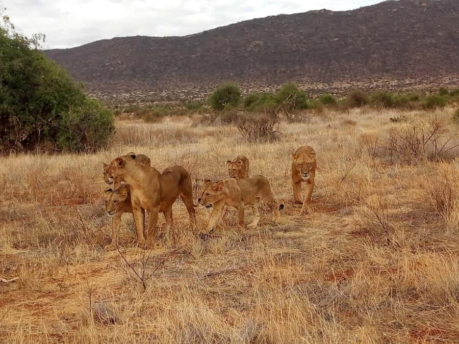 From Mombasa: Tsavo National Park Full-Day Group Trip - Key points at a glance