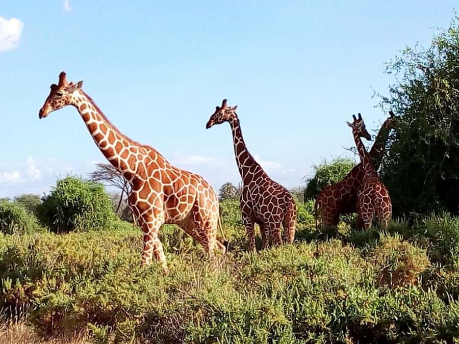 From Mombasa: Tsavo National Park Full-Day Group Trip - Should you book the Tsavo East day trip?