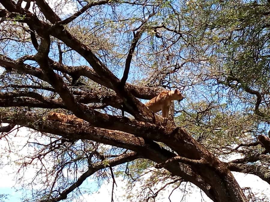 From Mombasa: Tsavo National Park Full-Day Group Trip - Entering Tsavo East and starting the first game drive