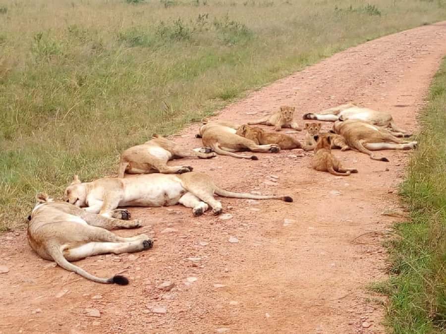 From Mombasa: Tsavo National Park Full-Day Group Trip - A lodge buffet gives you a proper midday pause