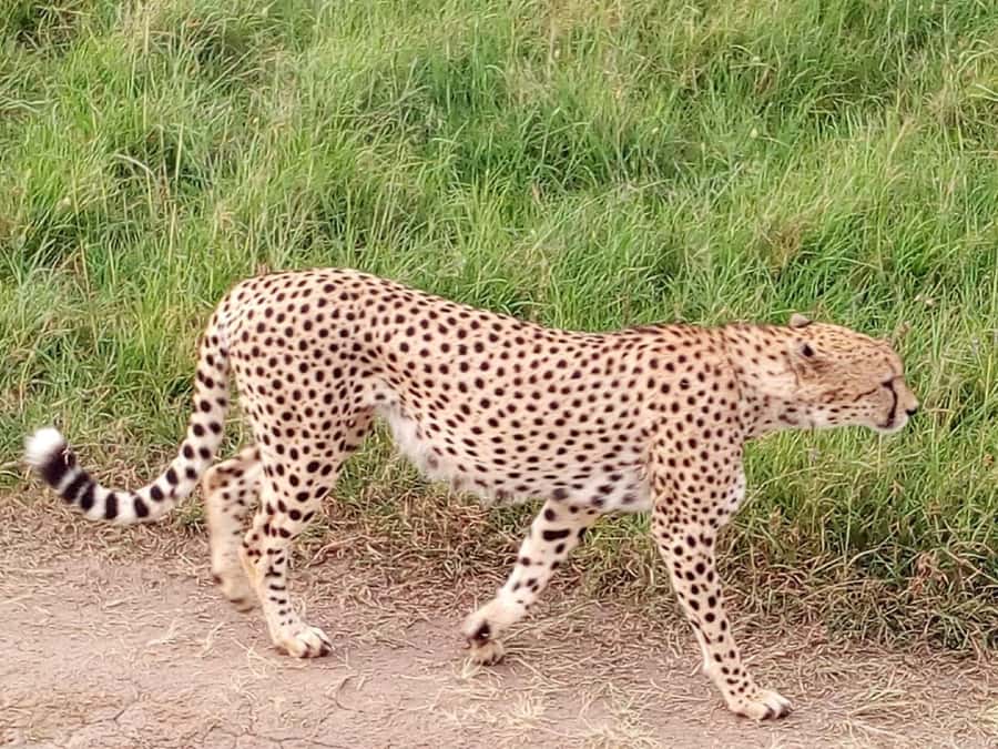 From Mombasa: Tsavo National Park Full-Day Group Trip - Is $153 a fair price?
