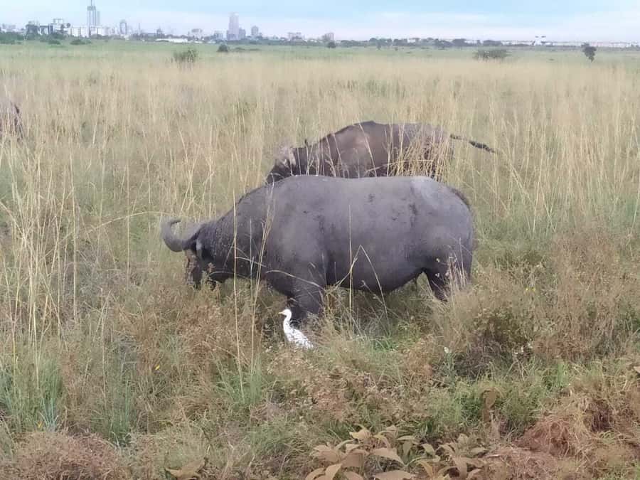 From Mombasa: Tsavo National Park Full-Day Group Trip - Who should book this safari?