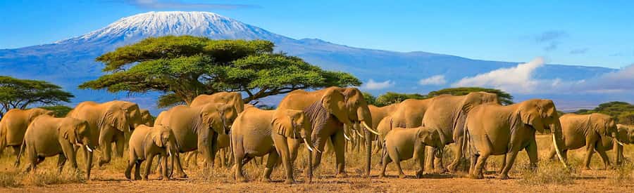 From Nairobi: 2-Day Amboseli National Park Safari - Arriving in Amboseli around midday