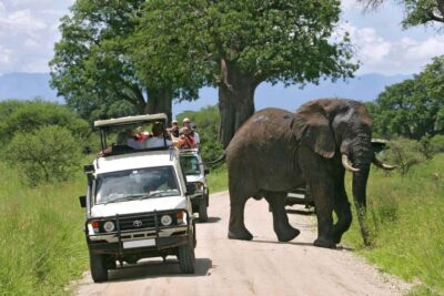 2-Day Amboseli National Park Safari