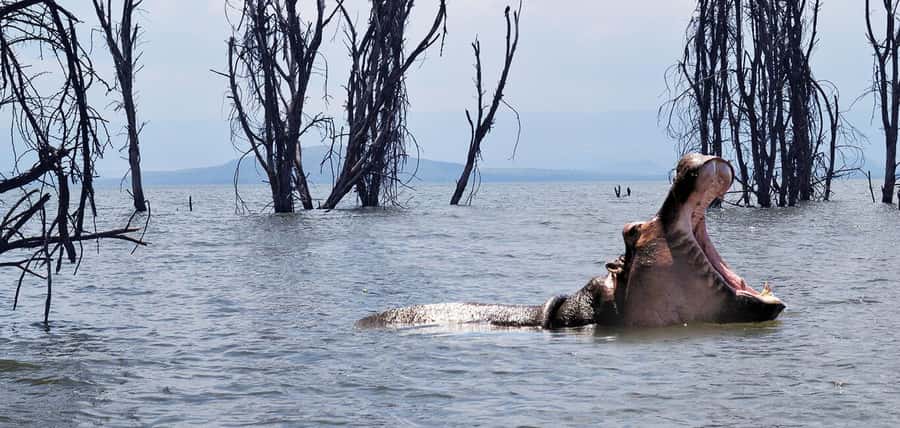 From Nairobi: 2-Day Naivasha Safari with Accommodation - Why this Naivasha trip feels different