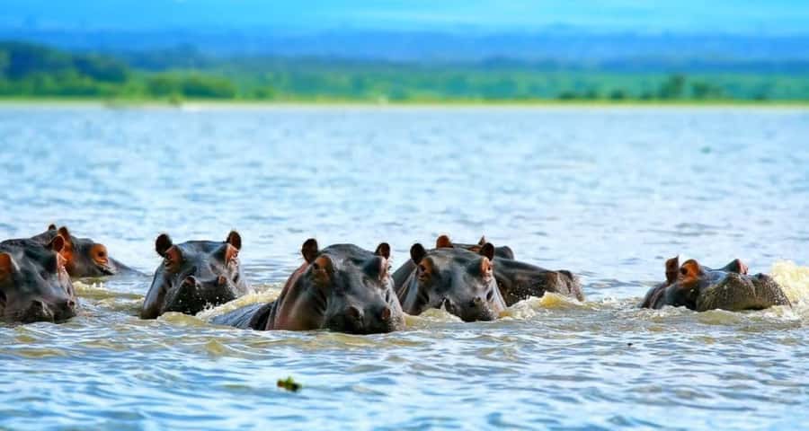 From Nairobi: 2-Day Naivasha Safari with Accommodation - Four hours around Hell’s Gate National Park
