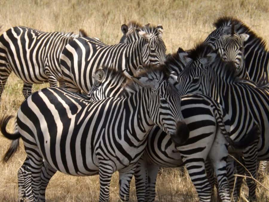 From Nairobi: 2-Day Naivasha Safari with Accommodation - Walking on Crescent Island among zebra and hippos