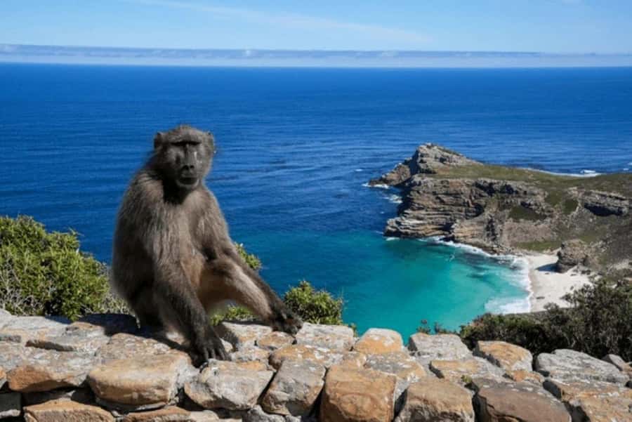 From Nairobi: 2-Day Naivasha Safari with Accommodation - The return to Nairobi and the real pace of the trip