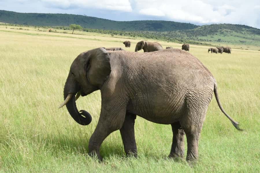 From Nairobi : 2-Days 1-Night Masai Mara Private 4WD Safari - What you may see in the Masai Mara