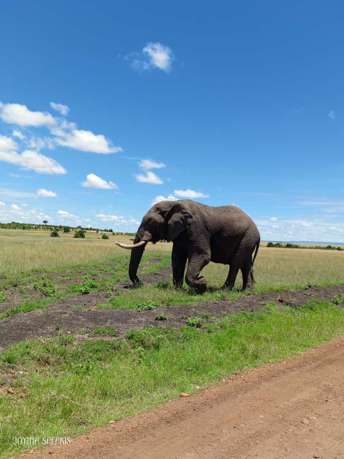 From Nairobi : 2-Days 1-Night Masai Mara Private 4WD Safari - Vehicle comfort and the value of a private trip