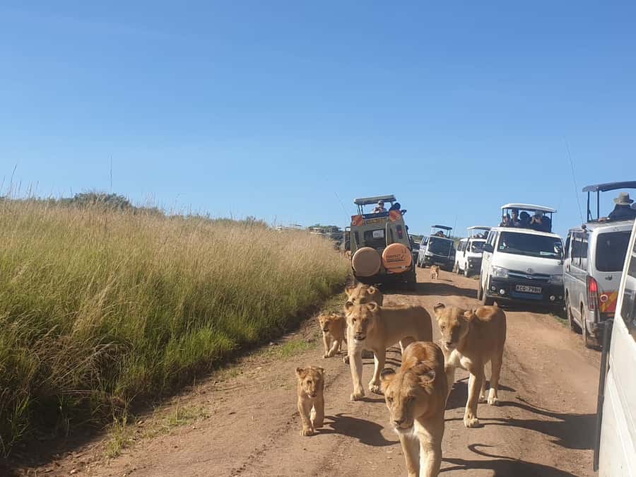From Nairobi: 3 Days, 2 Nights Maasai Mara Group Safari - Arrival at camp and the first sunset drive