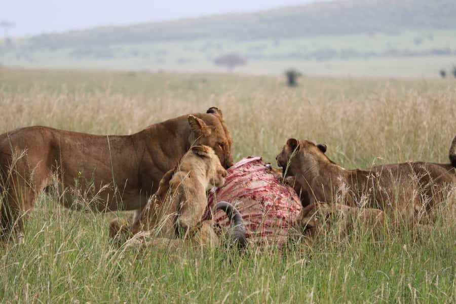 From Nairobi: 3 Days, 2 Nights Maasai Mara Group Safari - What the tent camp is really like