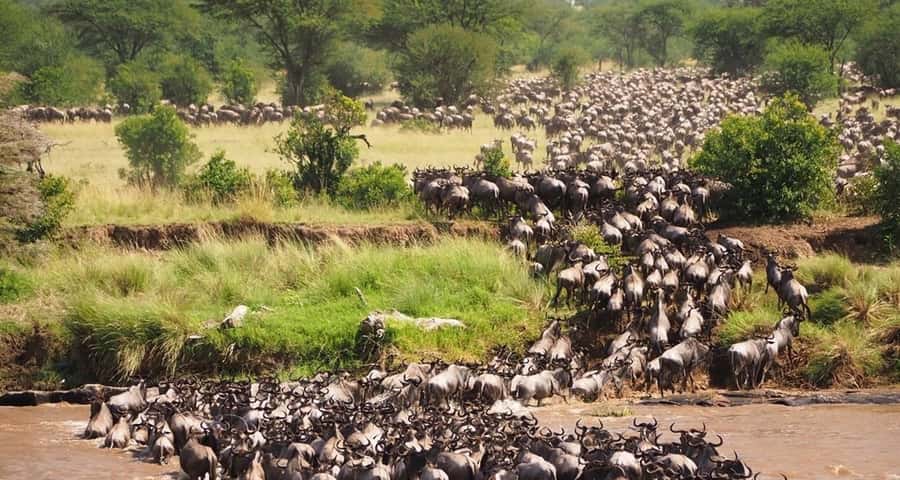 From Nairobi:3-Days 2-Nights Maasai Mara Group Safari in 4WD - Key points to know before you book