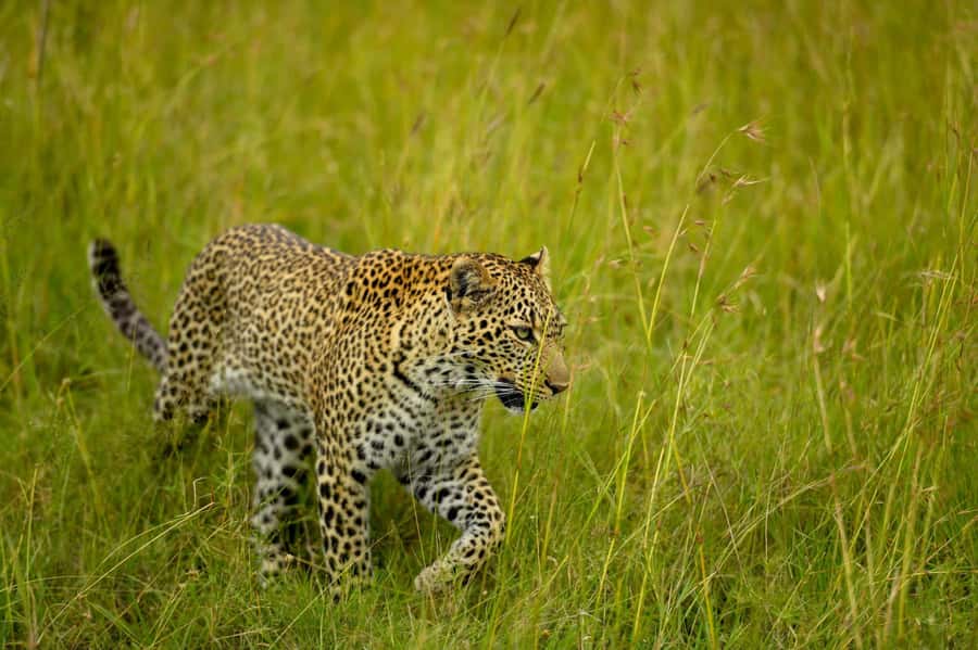 From Nairobi:3-Days 2-Nights Maasai Mara Group Safari in 4WD - What $230 really buys you