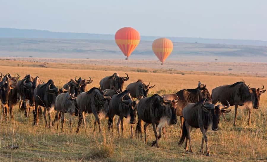 From Nairobi:3-Days 2-Nights Maasai Mara Group Safari in 4WD - Why this short Maasai Mara safari works