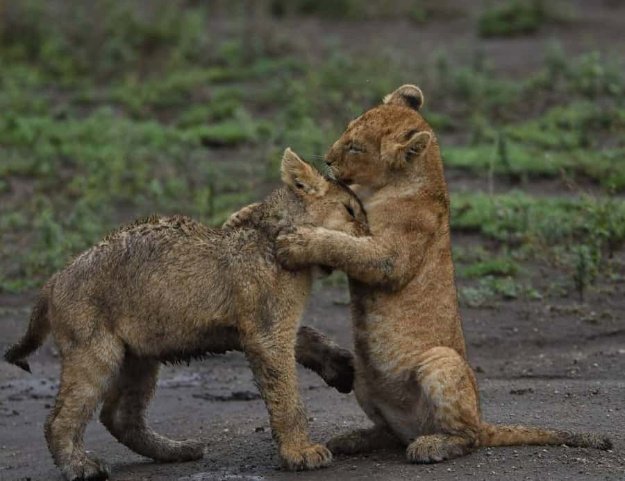 From Nairobi:3-Days 2-Nights Maasai Mara Group Safari in 4WD - The 4:00 PM evening game drive
