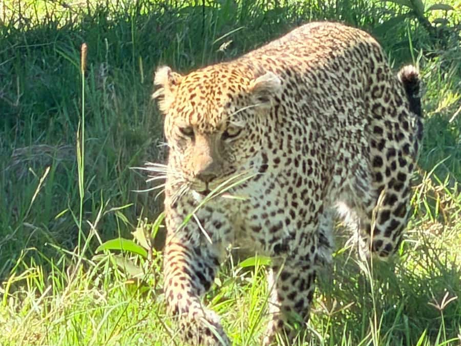 From Nairobi:3-Days 2-Nights Maasai Mara Group Safari in 4WD - What the budget camp provides