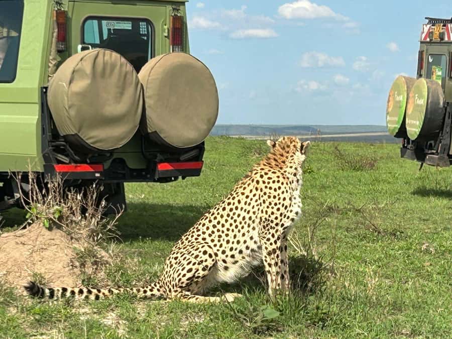 From Nairobi:3-Days 2-Nights Maasai Mara Group Safari in 4WD - Day 2 across 1,510 square kilometers of Mara
