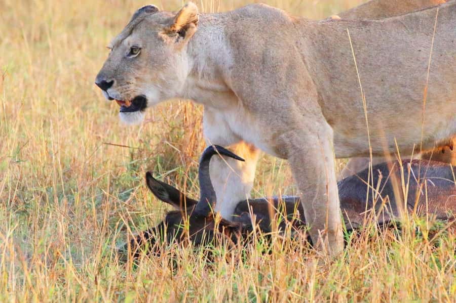 From Nairobi:3-Days 2-Nights Maasai Mara Group Safari in 4WD - Open-roof viewing and the group-safari tradeoff