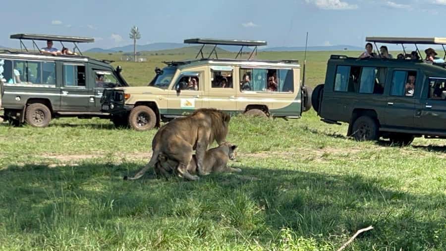 From Nairobi:3-Days 2-Nights Maasai Mara Group Safari in 4WD - Sunset, dinner, and the final night