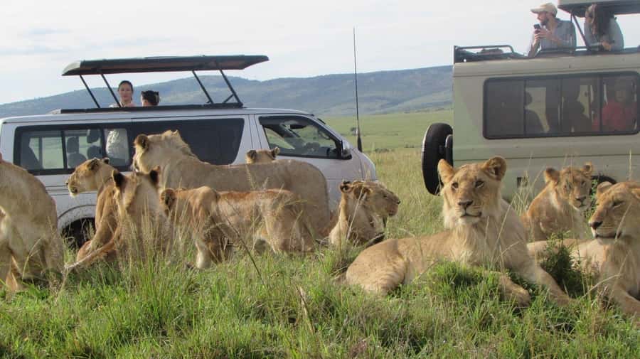 From Nairobi:3-Days 2-Nights Maasai Mara Group Safari in 4WD - The Maasai village option on Day 3
