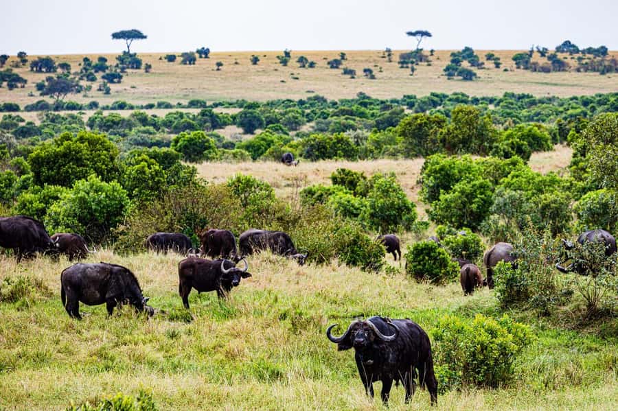 From Nairobi: 3 Days 2 Nights Masai Mara Group Safari - The Nairobi to Mara road trip and Great Rift Valley stop