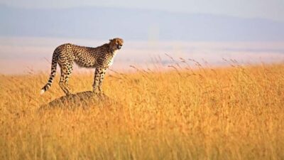 3 Days 2 Nights Masai Mara Group Safari