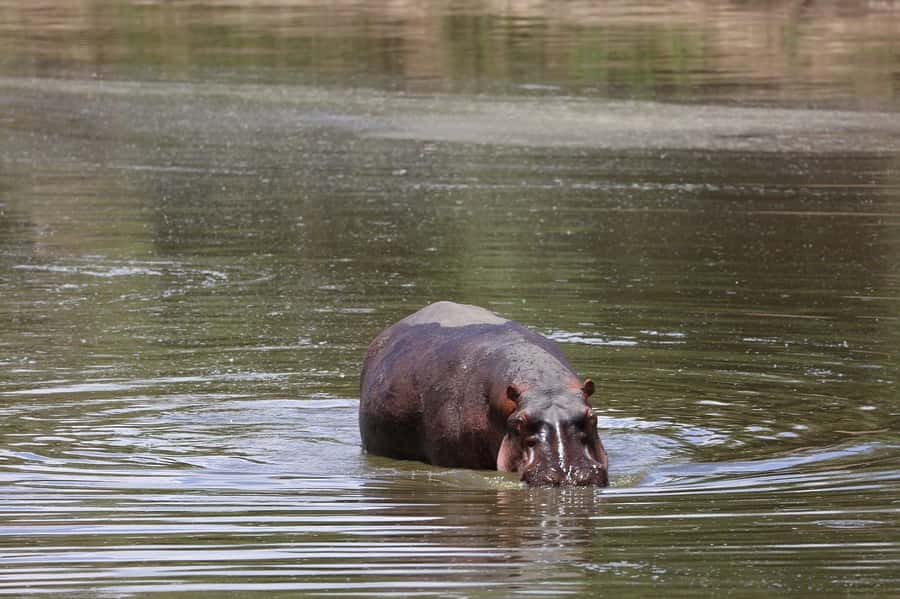 From Nairobi: 3 Days 2 Nights Masai Mara Group Safari - The full-day safari from 7 a.m. to 4 p.m.
