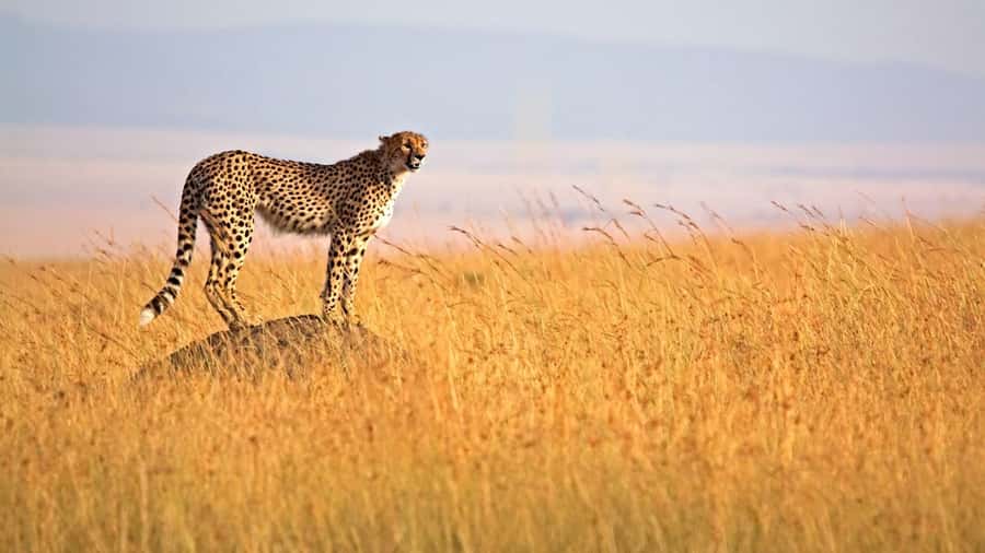 From Nairobi: 3 Days 2 Nights Masai Mara Group Safari - Your private tent at Rhino Tourist Camp