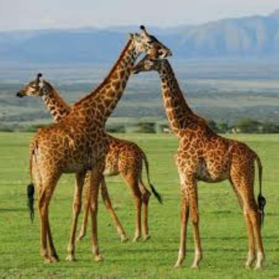From Nairobi: 3 - Days Maasai Mara Group Safari by 4WD - What $240 really buys you