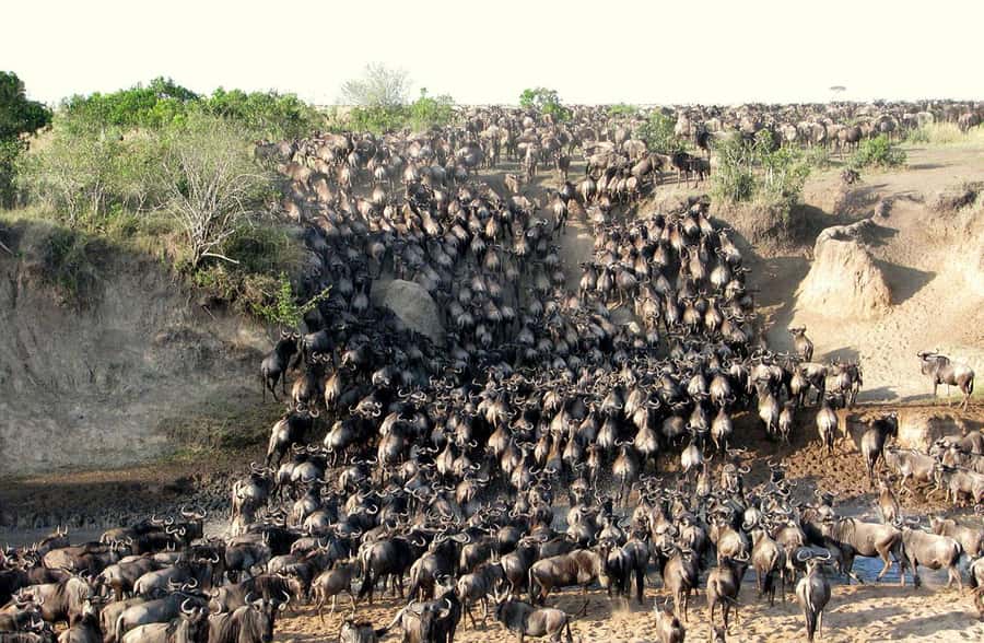 From Nairobi: 3 - Days Maasai Mara Group Safari by 4WD - The sunset game drive on day one