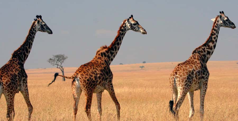 From Nairobi: 4-Day Maasai Mara and Lake Nakuru Group Safari - Key points at a glance