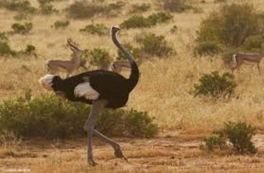 From Nairobi: 4-Day Maasai Mara and Lake Nakuru Group Safari - Accommodation, meals, and optional extras
