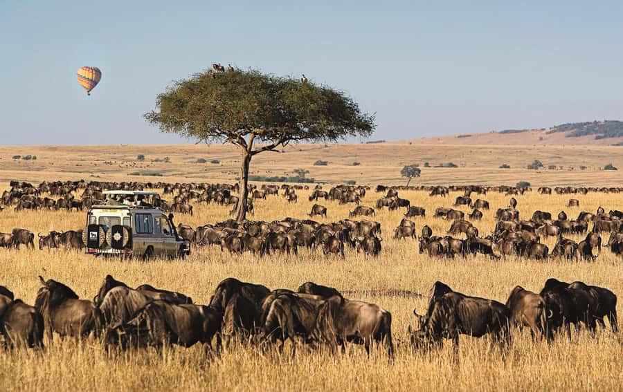 From Nairobi: 4-Day Maasai Mara and Lake Nakuru Group Safari - Should you book it?