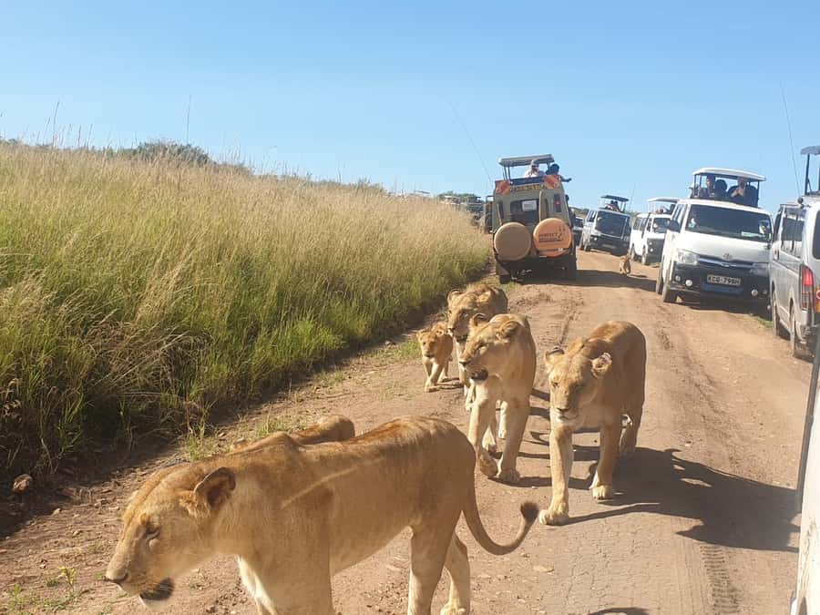 From Nairobi: 7 Days Masai Mara, Nakuru, and Amboseli Safari - Accommodation and meals: useful, but not uniform