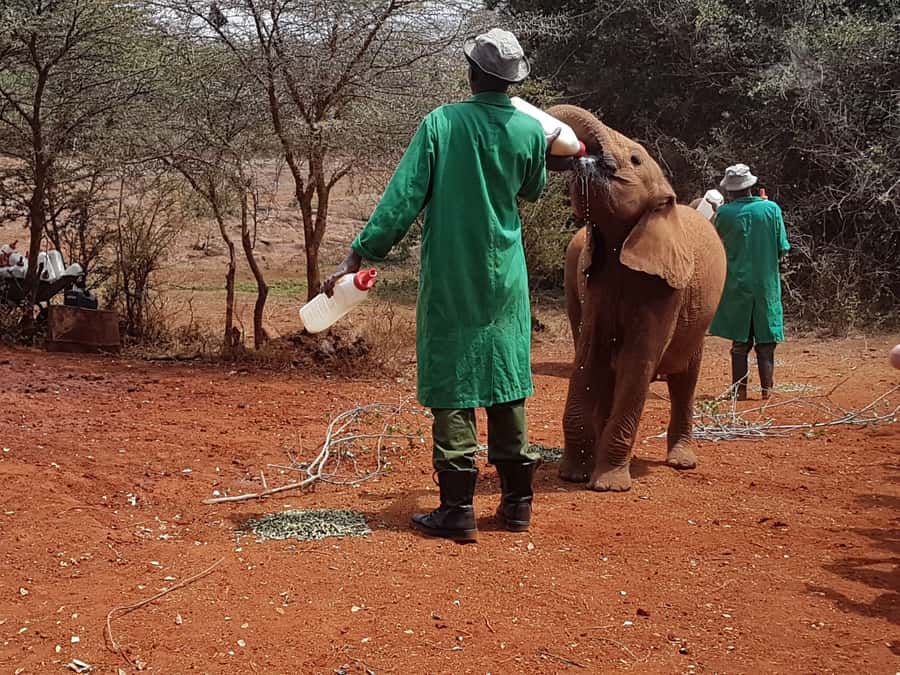 From Nairobi: David Sheldrick Elephant Orphanage Tour - Why the 11am elephant feeding is worth your morning