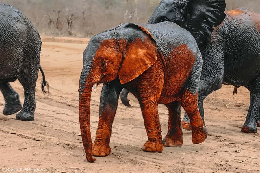 From Nairobi: David Sheldrick Elephant Orphanage Tour - The real price is higher than $69