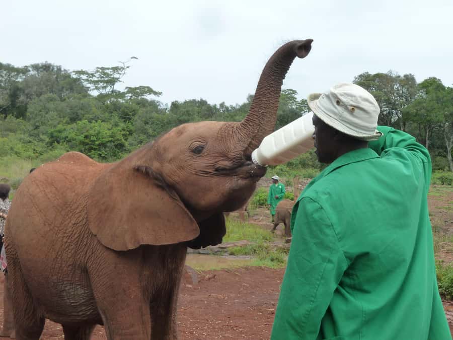 From Nairobi: David Sheldrick Elephant Orphanage Tour - The open rope-fence setting keeps the visit personal