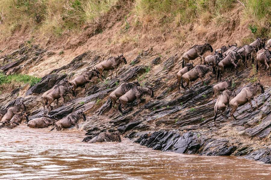 From Nairobi: Day Tour to Maasai Mara - Key points at a glance