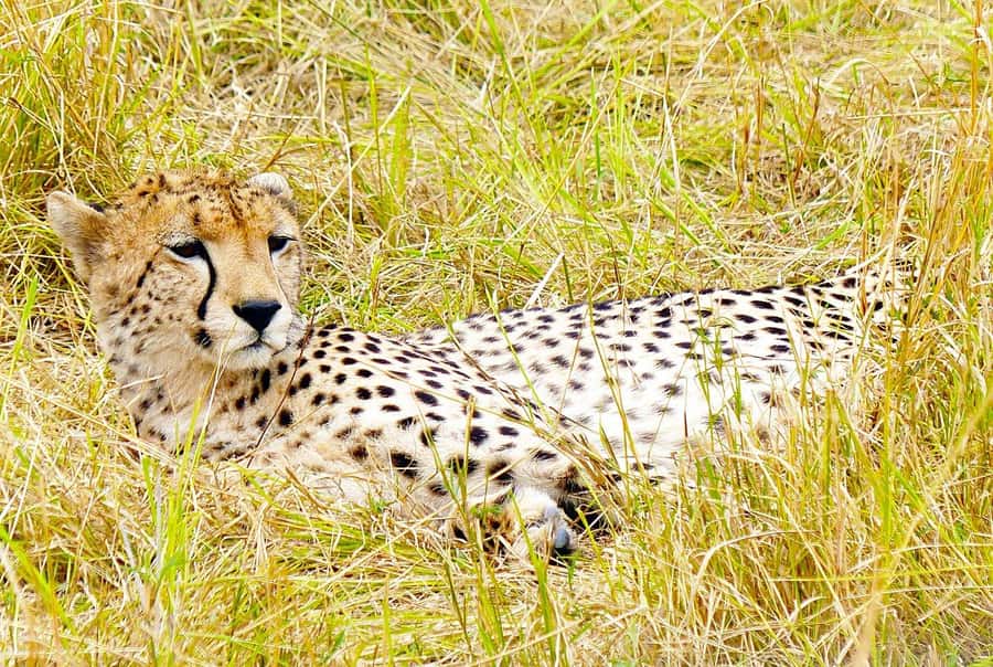 From Nairobi: Day Tour to Maasai Mara - Why this day trip is such a big wildlife bet