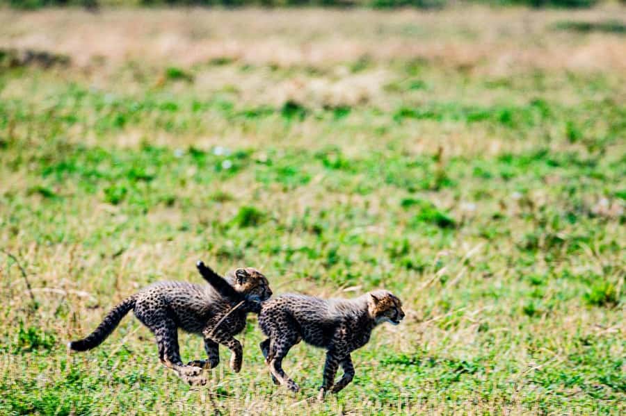 From Nairobi: Day Tour to Maasai Mara - What you might see during six hours